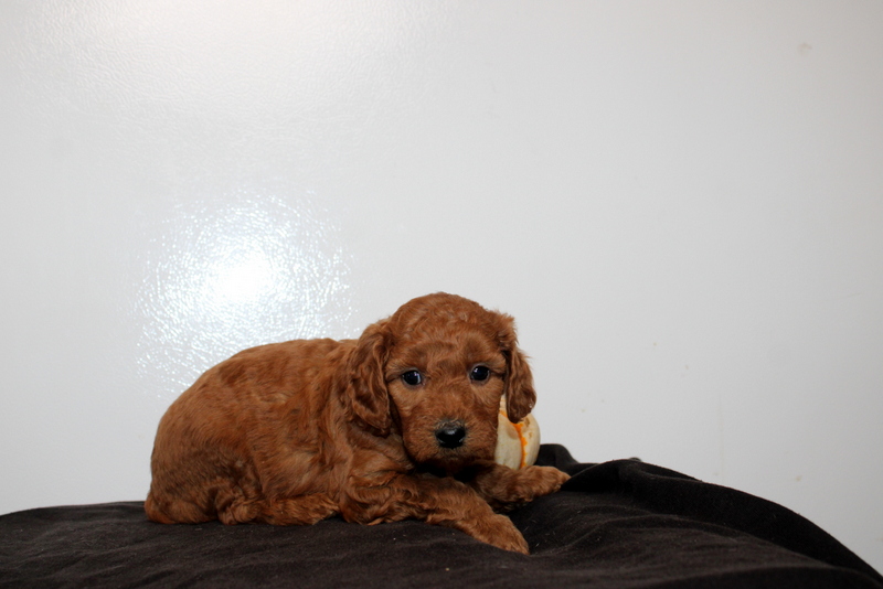 puppy, for, sale, Mini Golden Doodle F2, Matthew B. Stoltzfus, dog, breeder, Gap, PA, dog-breeder, puppy-for-sale, forsale, nearby, find, puppyfind, locator, puppylocator, aca